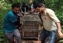 सड़क होती तो बच जाती तेंदुए हमले में घायल महिला की जान
