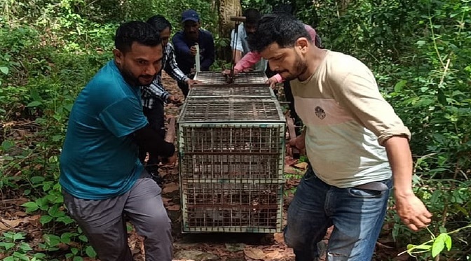 सड़क होती तो बच जाती तेंदुए हमले में घायल महिला की जान