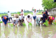 सीएम धामी ने खटीमा में की धान रोपाई, किसानों के श्रम को किया नमन सीएम धामी ने खटीमा में की धान रोपाई, किसानों के श्रम को किया नमन