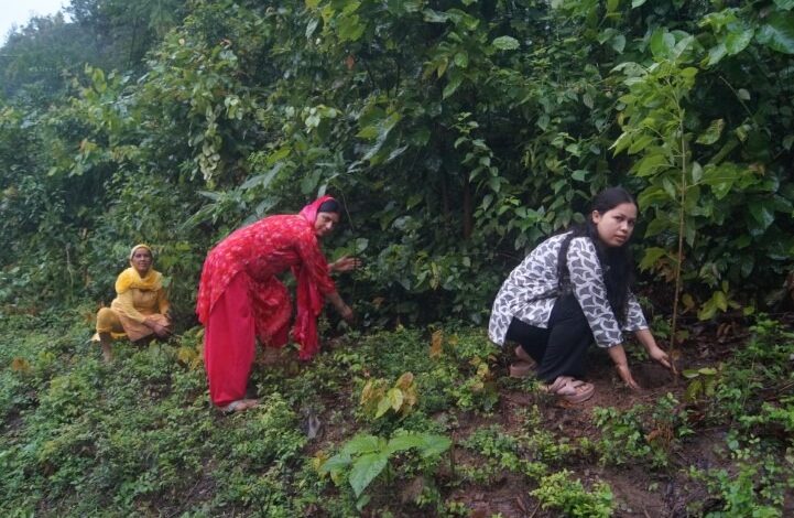 हरियाली संग सेवा समर्पण की सौम्य अभिव्यक्ति
