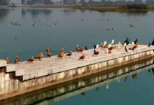 आसन झील पहुंचने लगे विदेशी मेहमान, लगा पक्षी प्रेमियों का तांता आसन झील पहुंचने लगे विदेशी मेहमान, लगा पक्षी प्रेमियों का तांता