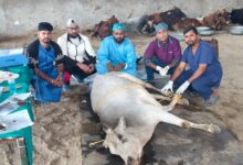 गंभीर हालत में मिली गाय की दून एनिमल वेलफेयर की गौशाला में सफलतापूर्वक की गई जटिल लेज़र सर्जरी