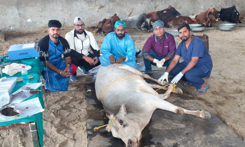 गंभीर हालत में मिली गाय की दून एनिमल वेलफेयर की गौशाला में सफलतापूर्वक की गई जटिल लेज़र सर्जरी