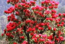 खिल गए बुरांस…