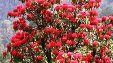 खिल गए बुरांस…