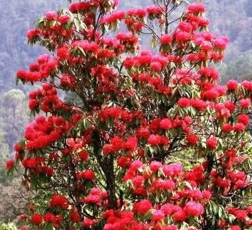 खिल गए बुरांस…