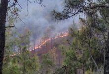 वनाग्नि रोकने के गंभीर प्रयासों से बढ़ी उम्मीदें