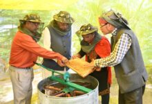 कृषि मंत्री गणेश जोशी ने अपने शासकीय आवास में निकाला शहद, 30 बक्सों से निकला 60 किलोग्राम से अधिक शहद