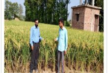 हाइब्रिड धान बीजों ने बदली किसानों की तस्वीर हाइब्रिड धान बीजों ने बदली किसानों की तस्वीर