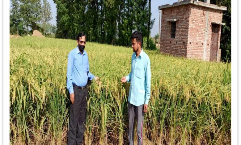 हाइब्रिड धान बीजों ने बदली किसानों की तस्वीर हाइब्रिड धान बीजों ने बदली किसानों की तस्वीर