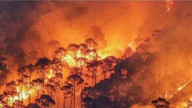 नारायणबगड़ में धधके जंगल