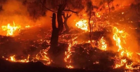 जंगल की आग बुझाते समय युवक की जिंदा जलकर मौत, परिवार ने मांगा मुआवजा और नौकरी