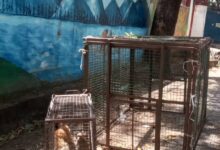 पशु चिकित्सा अनुभाग नगर निगम के द्वारा निर्देशित टीम ने तीन बंदर पकड़े