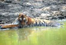 कॉर्बेट गर्जिया जोन में पर्यटकों को हुए टाइगर के दीदार