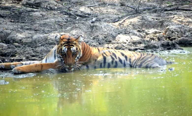 कॉर्बेट गर्जिया जोन में पर्यटकों को हुए टाइगर के दीदार कॉर्बेट गर्जिया जोन में पर्यटकों को हुए टाइगर के दीदार