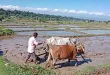 विलुप्त होती दून बासमती की खुशबू फिर लौटेगी