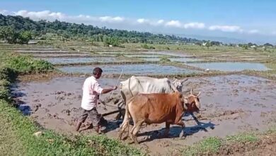 विलुप्त होती दून बासमती की खुशबू फिर लौटेगी