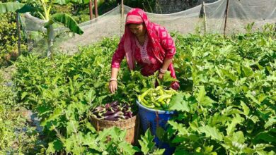 बागवानी में सफलता की मिसाल बने काण्डा ग्राम के किसान दंपति कमल रावत और रेखा रावत