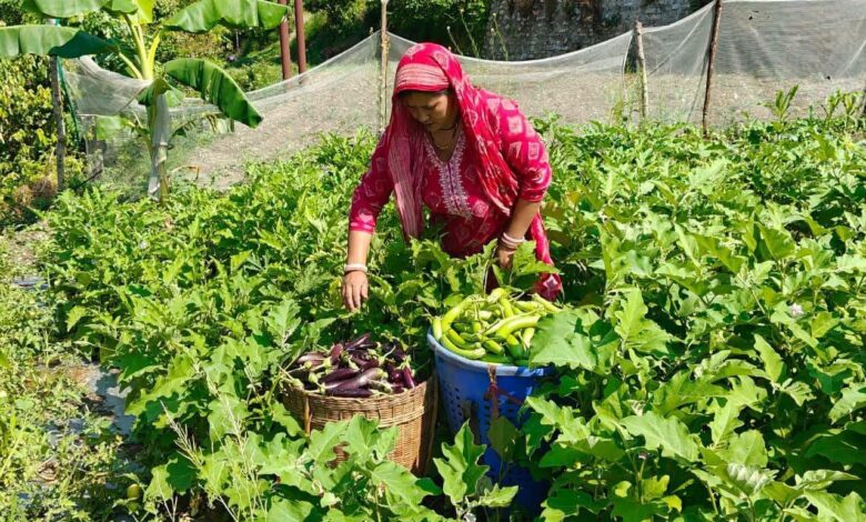 बागवानी में सफलता की मिसाल बने काण्डा ग्राम के किसान दंपति कमल रावत और रेखा रावत बागवानी में सफलता की मिसाल बने काण्डा ग्राम के किसान दंपति कमल रावत और रेखा रावत
