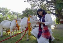 श्री गुरु राम राय विश्वविद्यालय में पहुंची दुनिया की सबसे छोटी नस्ल की नैनो गाय श्री गुरु राम राय विश्वविद्यालय में पहुंची दुनिया की सबसे छोटी नस्ल की नैनो गाय