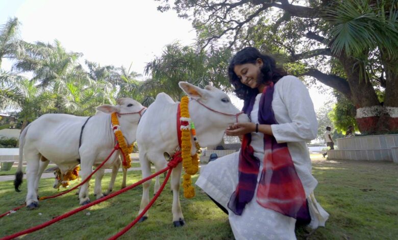 श्री गुरु राम राय विश्वविद्यालय में पहुंची दुनिया की सबसे छोटी नस्ल की नैनो गाय श्री गुरु राम राय विश्वविद्यालय में पहुंची दुनिया की सबसे छोटी नस्ल की नैनो गाय